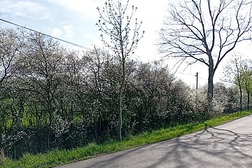 Straßenbegleitgrün (Bäume und Sträucher an Straßen und Wegen) Straßenbegleitgrün (Bäume und Sträucher an Straßen und Wegen)