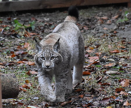 Luchs