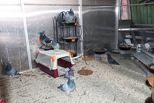 Eingewöhnungsgehege mit 23 Tauben von Pflegestellen.