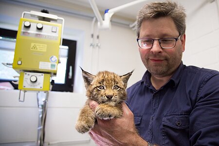 Dr. Florian Brandes mit dem völlig entkräfteten Luchsbaby Dr. Florian Brandes mit dem völlig entkräfteten Luchsbaby