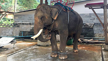 Reitelefant in Thailand