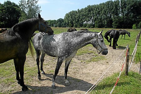Pferde auf der Weide