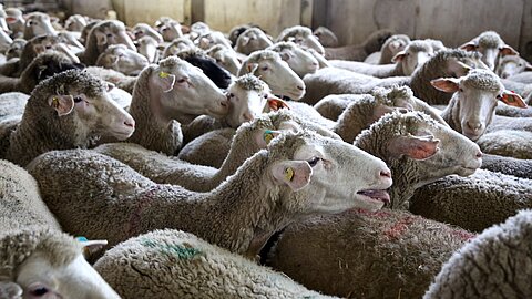 Dichtgedrängt müssen die Tiere in der Massentierhaltung leben. Auslauf gibt es nicht.