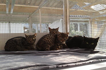 Katzenbabys in der Quarantäne.