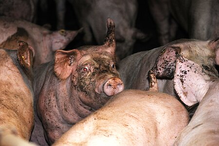 industrielle Schweinemast