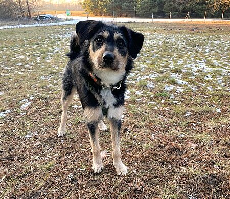Fundhund Nico