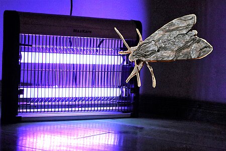 Stromführenden Lichtfalle