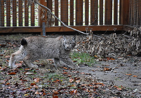 Luchs