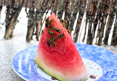 Wespen an Wassermelone