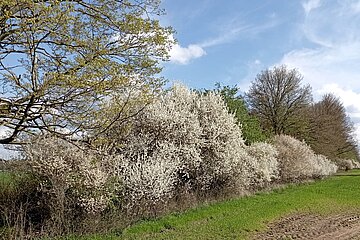Hecke in der freien Landschaft (Feldhecke). Hecke in der freien Landschaft (Feldhecke).