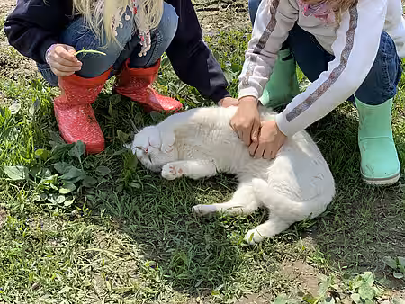 Katze wird gestreichelt