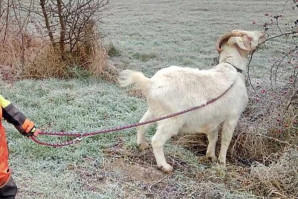 Winterspaziergang mit den Ziegen vom Lottihof Winterspaziergang mit den Ziegen vom Lottihof
