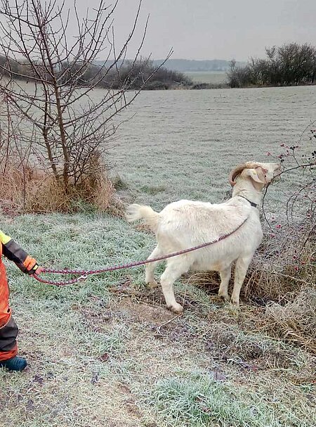 Winterspaziergang mit den Ziegen vom Lottihof Winterspaziergang mit den Ziegen vom Lottihof