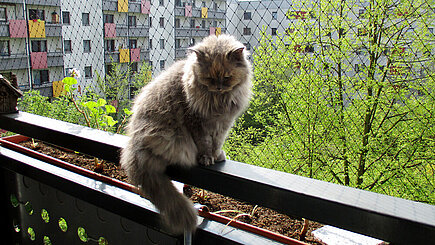 Ein mit einem speziellen Netz gesicherter Balkon ist für Katzenhalter ein Muss.
