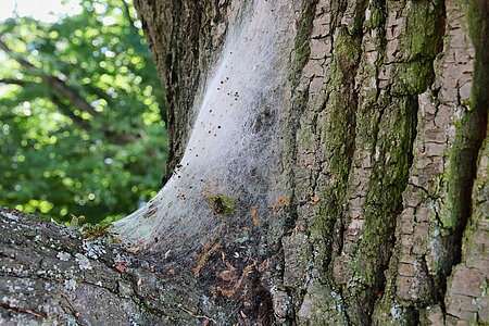 Raupen-Nest in einer Astgabel