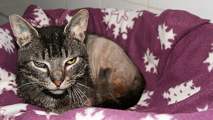 Kater Lenny 