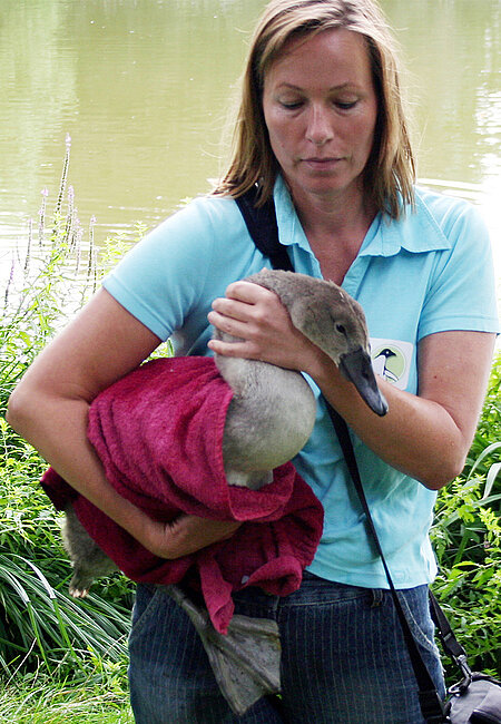 Ursula Bauer mit dem verletzten Jungschwan 