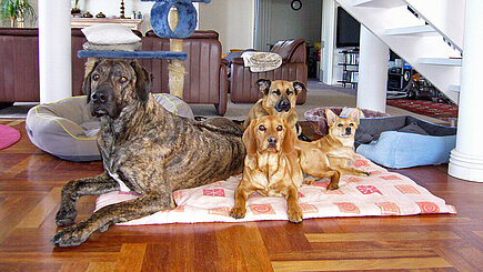 Rocky, Baloo, Fips und Senta. Rocky, Baloo, Fips und Senta.