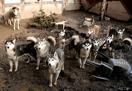 Huskys in Hohengörsdorf