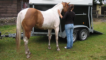 Pferd am Hänger 