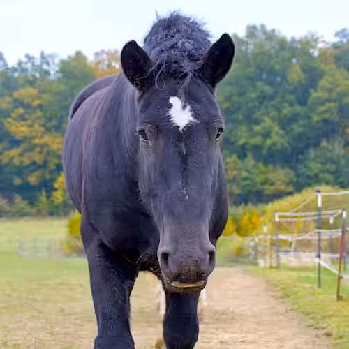 Stute Briese auf dem Lottihof Stute Briese auf dem Lottihof