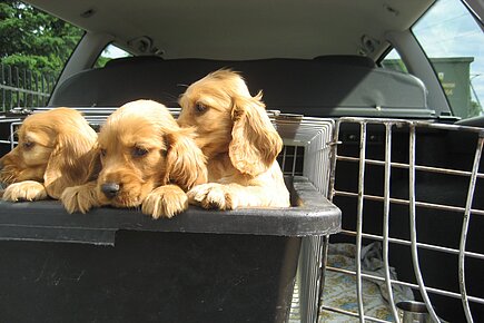Hundewelpen auf einem Tiermarkt