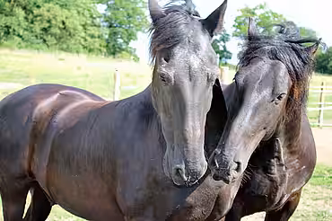 Die zwei Friesen Max und Moritz 