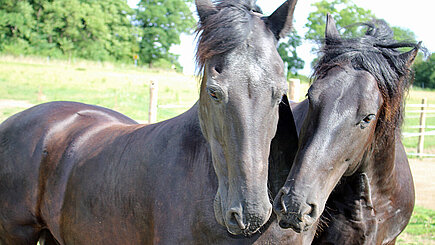 Die zwei Friesen Max und Moritz 