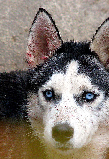 Animal Hoarding Fall Hohengörsdorf 