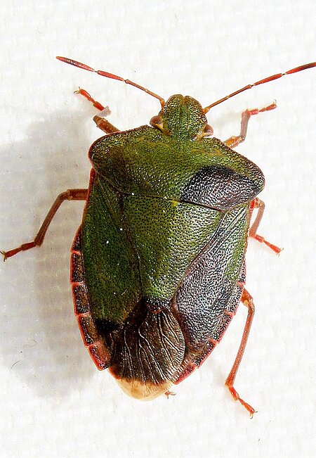 Stinkwanze (Palomena prasina)
