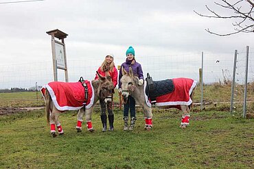 Esel beim Weihnachtspaziergang