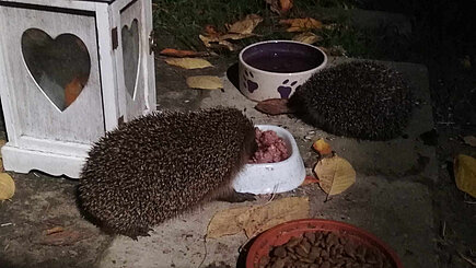 Igel an der Futterstelle.