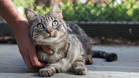 "Lilly" aus dem aktion tier Tierheim Zossen hat inzwischen ein schönes Zuhause gefunden. 