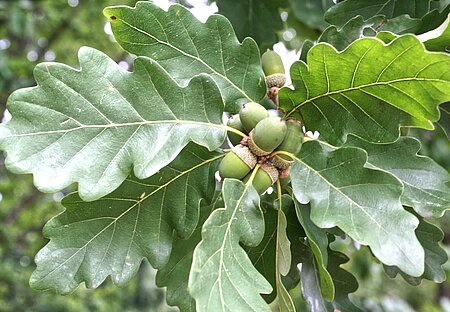 Traubeneiche (Quercus petraea)