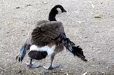 Kanadagans mit Kippflügeln Kanadagans mit Kippflügeln