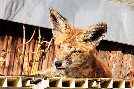 An Räude erkrankter Jungfuchs. An Räude erkrankter Jungfuchs.