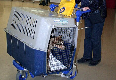 Hund am Flughafen in einer Transportbox. Hund am Flughafen in einer Transportbox.