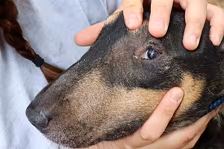 Augenuntersuchung im Tierheim