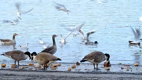 Enten füttern Enten füttern