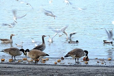 Enten füttern