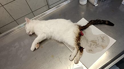 Katze mit Darmvorfall