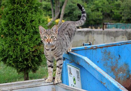 Straßenkatze