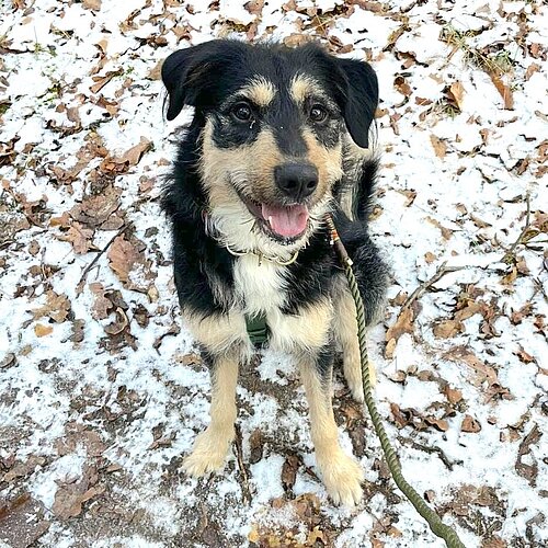 Fundhund Nico