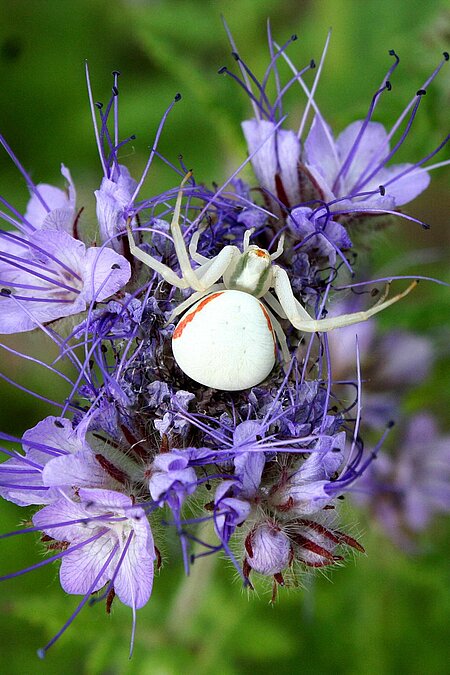 Krabbenspinne.