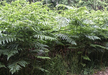 Adlerfarn (Pteridium-aquilinum)