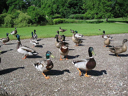 Enten im Park 