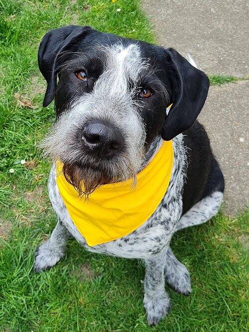 Das gelbe Band signalisiert anderen, den Hund besser in Ruhe zu lassen. Das gelbe Band signalisiert anderen, den Hund besser in Ruhe zu lassen.