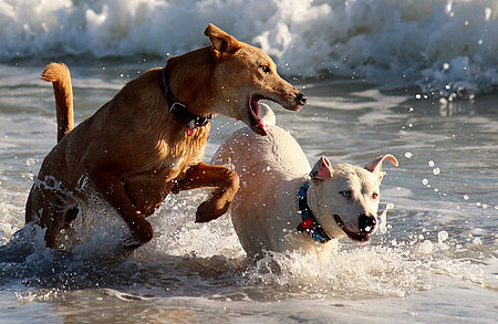 Spielende Hunde im Meer