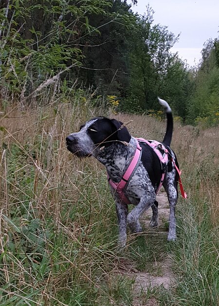 Vor allem Jagdhunde nehmen draußen ständig spannende Gerüche wahr. Vor allem Jagdhunde nehmen draußen ständig spannende Gerüche wahr.
