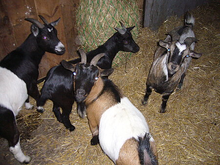 Im Ziegenhaus - Die Ziegen sind gespannt, was sie erwarten wird.